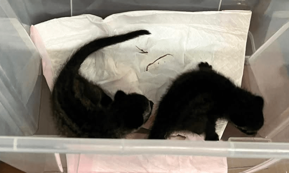 Dắt chó đi dạo thấy 2 con vật tưởng là mèo con nên người đàn ông đem về, tới nhà mới phát hiện đã nhầm