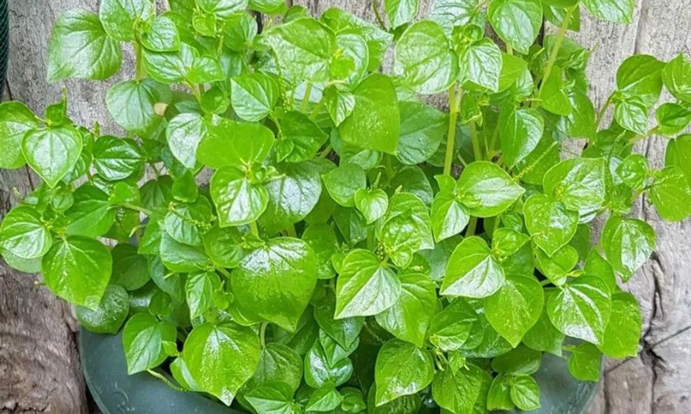 Loại rau dại ở Việt Nam được thế giới săn lùng: Là 