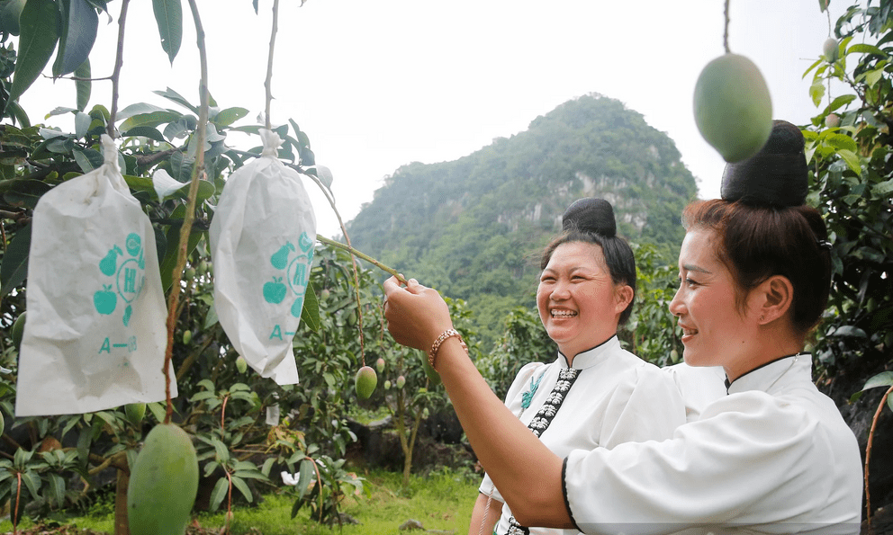 Hạn hán khiến xoài Sơn La giảm sản lượng, người trồng vẫn lãi lớn nhờ làm đúng một việc