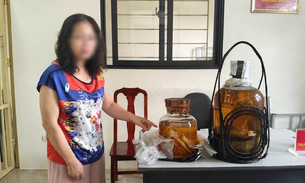 Lệnh bắt khẩn cấp người phụ nữ 55 tuổi mua bình rượu rắn hổ mang chúa
