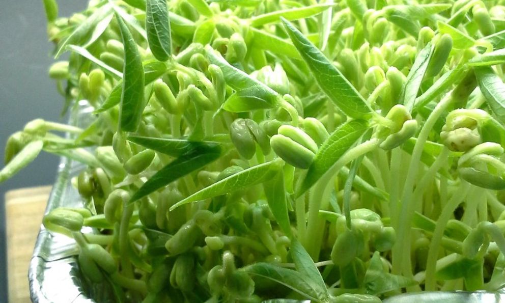 Loại rau được ví là 