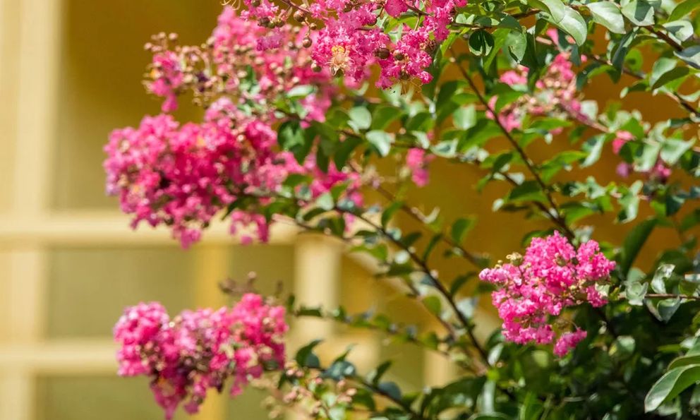 7 loại cây tuyệt đối không nên cắt tỉa trong tháng 9