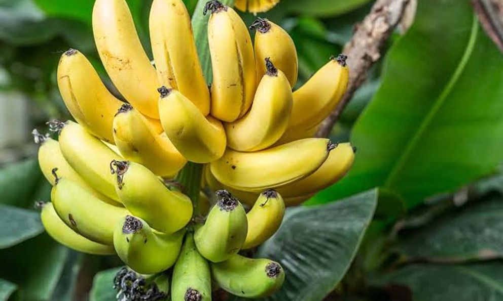 Lời khuyên đến tất cả các gia đình đang trồng cây chuối