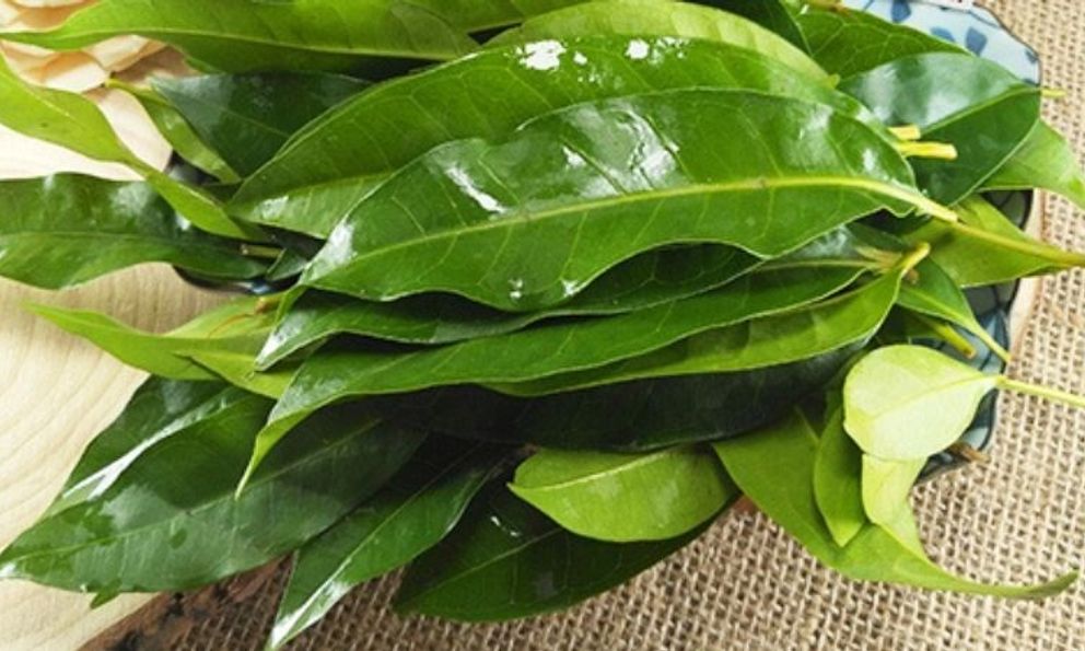 Nhà khoa học Việt nhận bằng sáng chế độc quyền từ lá vối: Thứ được tạo ra khiến nhiều người bất ngờ