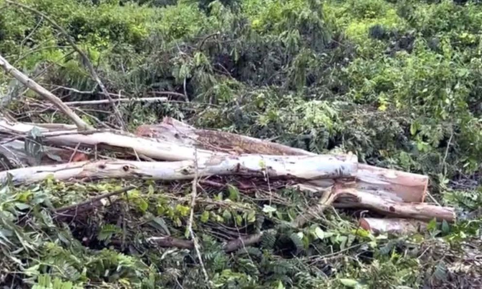Người đàn ông 38 tuổi bị cây đè tử vong khi nhờ người đến cưa cây để dọn vườn, danh tính nạn nhân