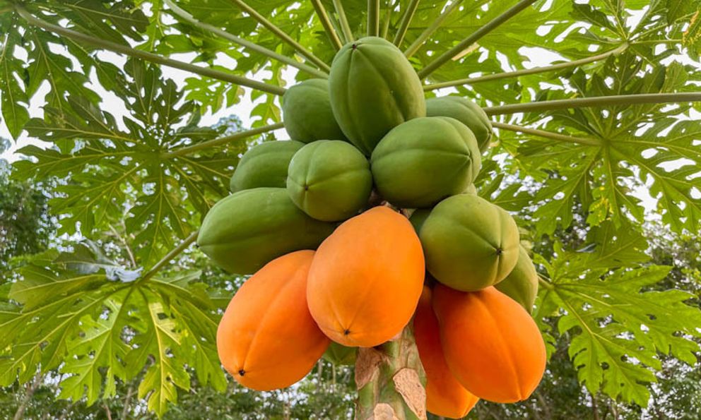 Lời khuyên đến tất cả các gia đình đang trồng cây đu đủ
