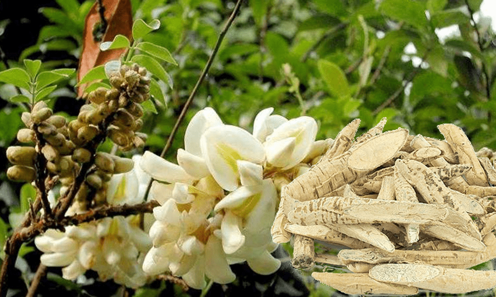 Dù bị can ngăn, anh nông dân quyết trồng loại củ ở độ sâu 20cm: 5 năm sau 