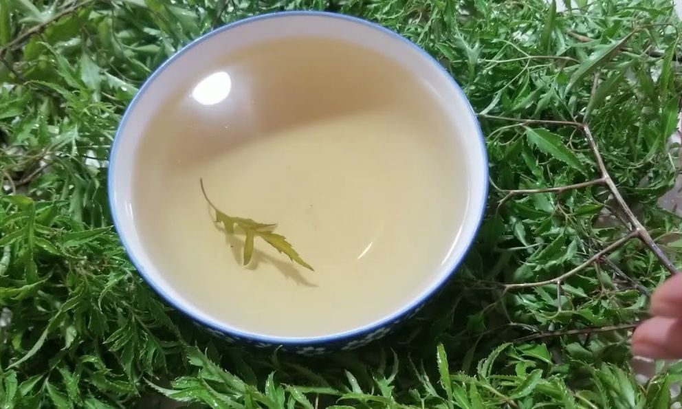 Lời khuyên dành cho tất cả những ai uống nước lá đinh lăng