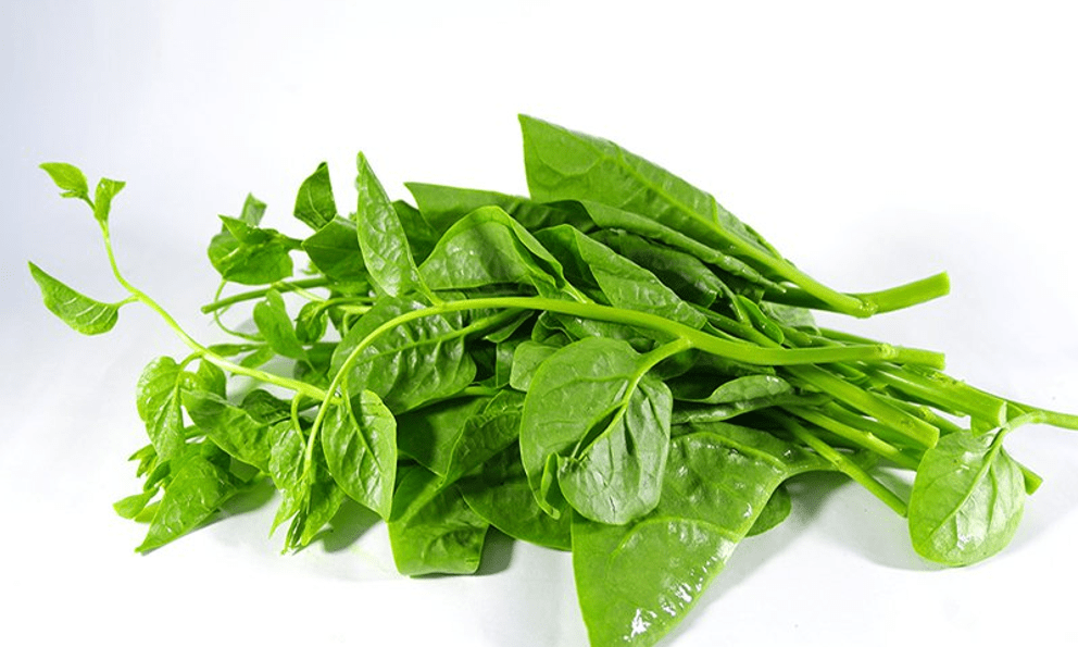 Lời khuyên đến tất cả các gia đình đang trồng cây mồng tơi để ăn
