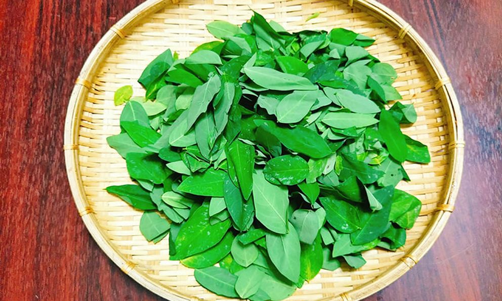 Lời khuyên đến tất cả các gia đình đang trồng cây rau ngót để ăn