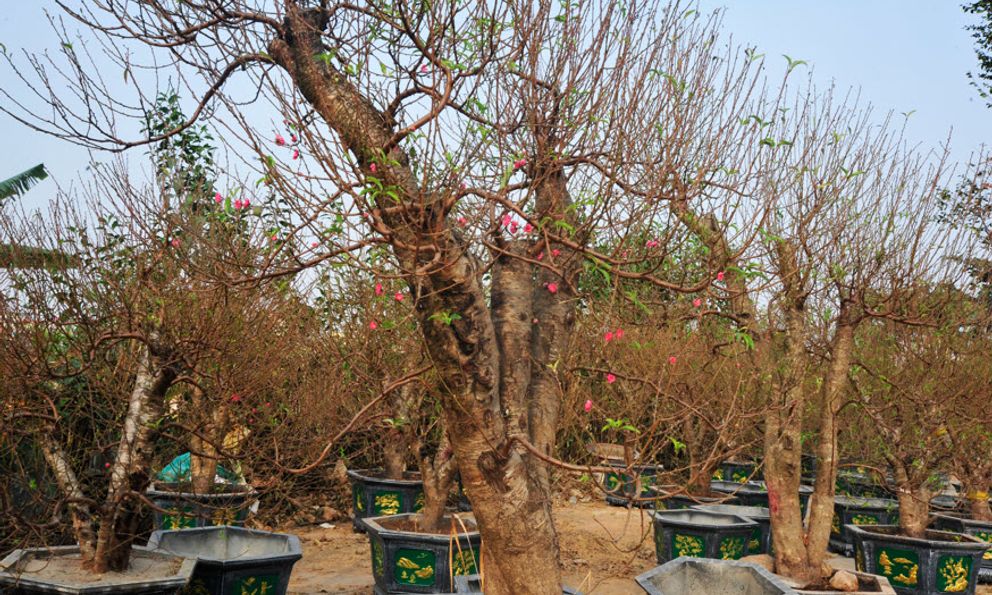 Lo ngại nguồn cung khan hiếm, người dân Hà Nội tranh thủ 