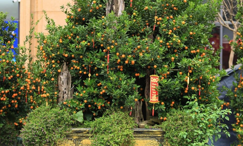 Không khí Tết tràn ngập phố phường Hà Nội: Ảnh hưởng của bão nhưng 1 điều vẫn không hề thay đổi với năm trước