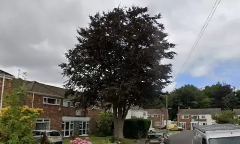 Chặt hạ cây sồi trị giá gần 4 tỷ đồng mọc trong sân nhà mình, người đàn ông bất ngờ bị khởi kiện, tòa phán quyết: Phải bồi thường 53 triệu đồng