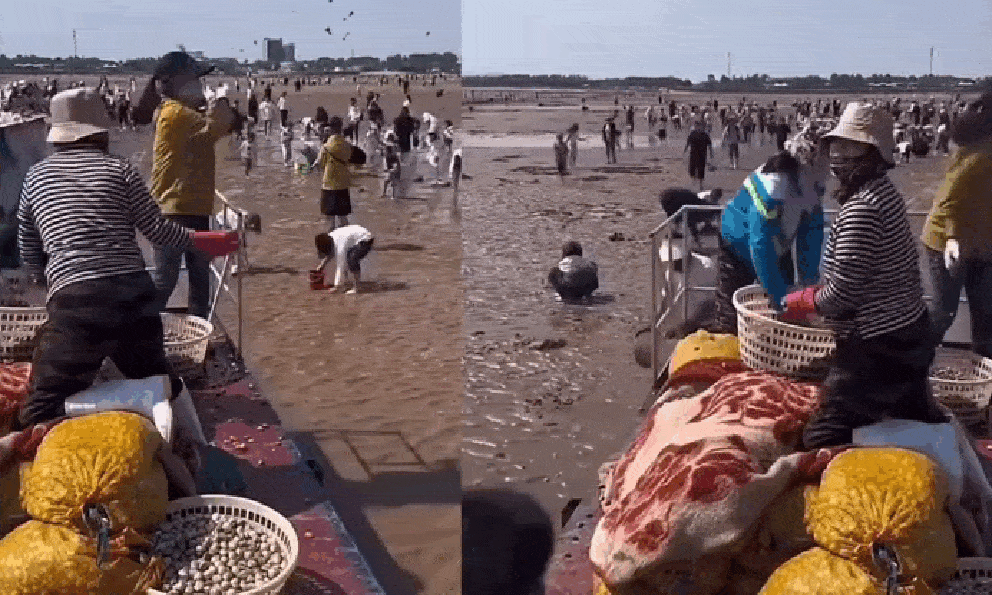 Clip vén màn sự thật trend đào ngao được “khối nghỉ hè” thích mê