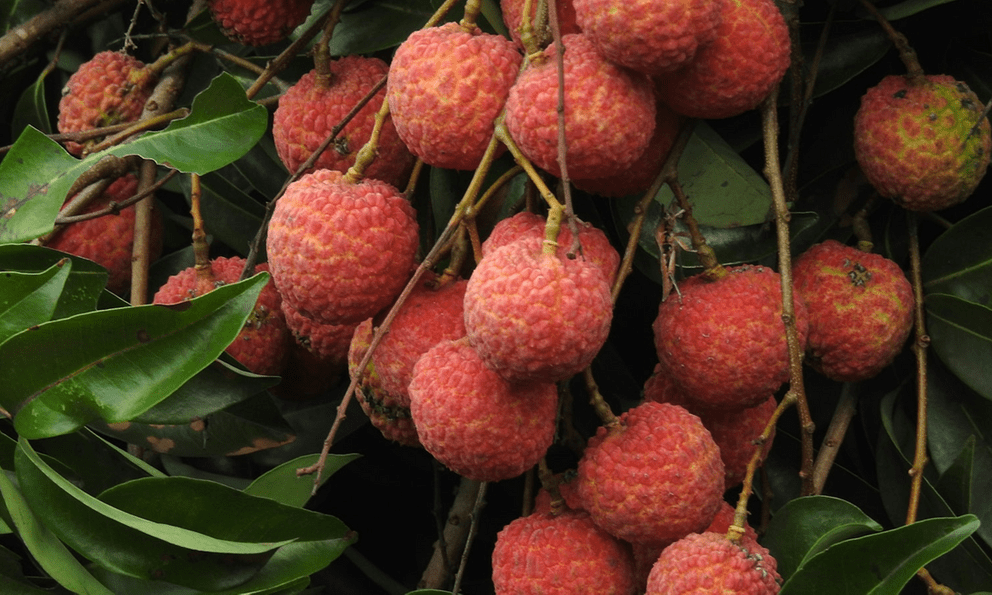 Ăn hơn 10 quả vải, bé gái 6 tuổi nhập viện cấp cứu