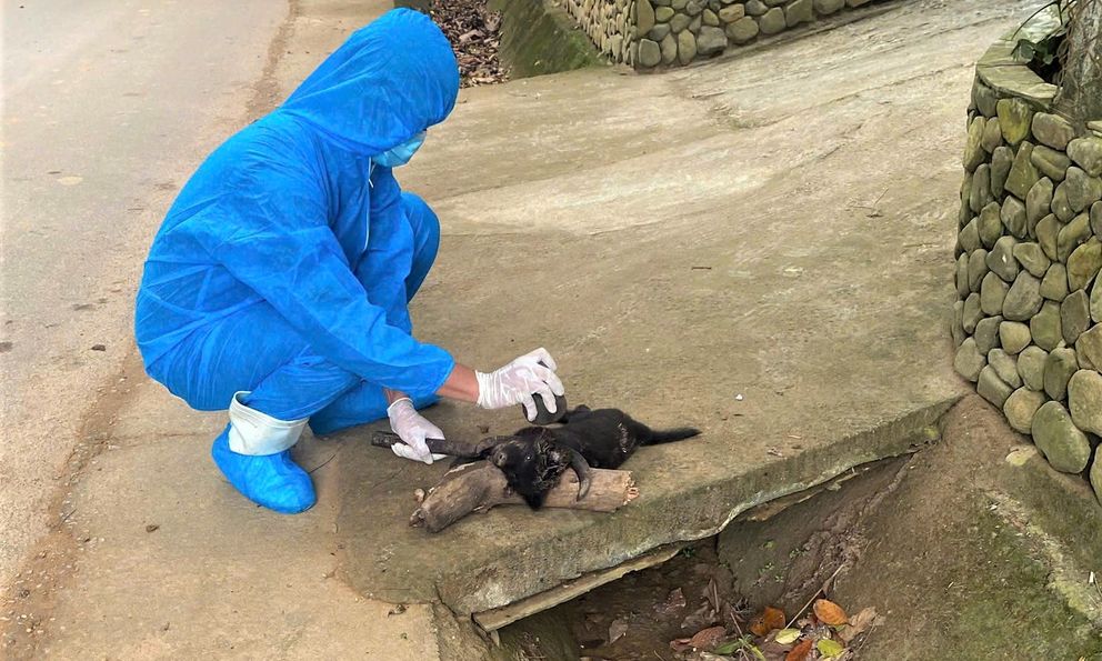 Chó bị bệnh dại cắn liên tiếp 5 người ở Đà Nẵng, 3 nạn nhân là trẻ em