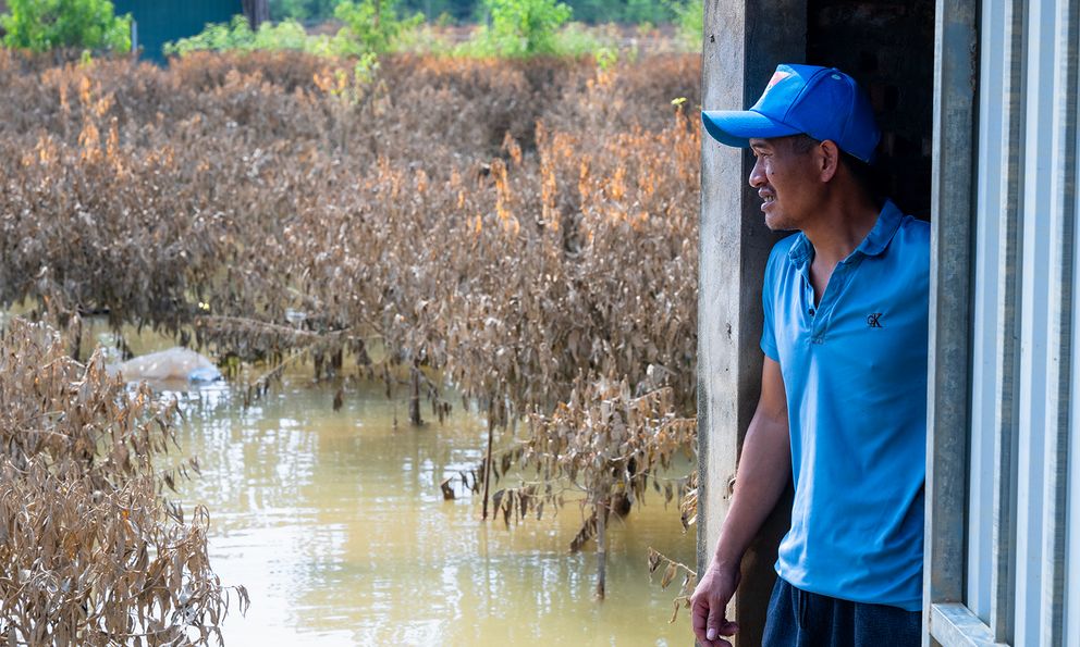 Quặn lòng nhìn hàng nghìn gốc đào Nhật Tân ngập úng, chết như ngả rạ: Mất Tết rồi!