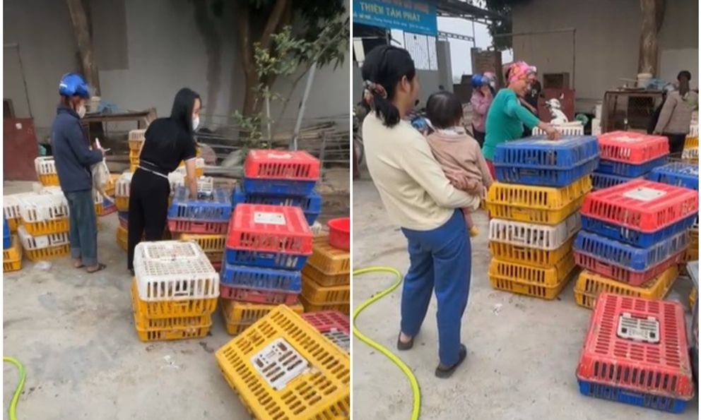 Người đàn ông Hà Nội đi mua 600 con vịt về phát cho người lạ mừng 