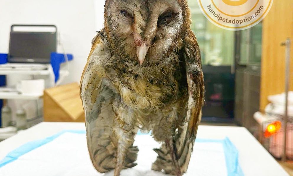 Chú chim cú lợn bị dính keo chuột và đánh đuổi ra bãi rác ở Tây Mỗ, Hà Nội: Tình trạng sau khi cấp cứu
