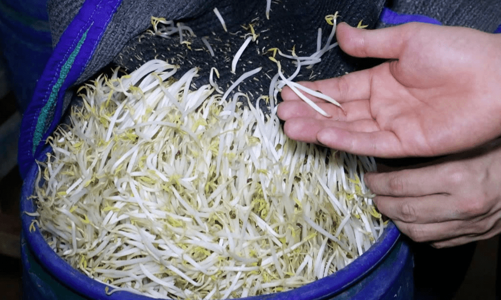 Vụ 5 tấn giá đỗ ngâm hóa chất để 1 tháng vẫn tươi: Rùng mình tác hại của 6-Benzylaminopurine, chuyên gia cảnh báo cách nhận biết, tránh rước độc vào thân