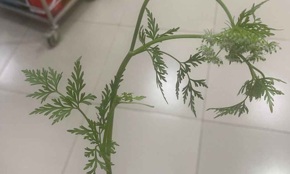 Lạng Sơn: Nhìn giống rau cần nên vội hái đem về nấu ăn, 3 người bị ngộ độc phải nhập viện cấp cứu