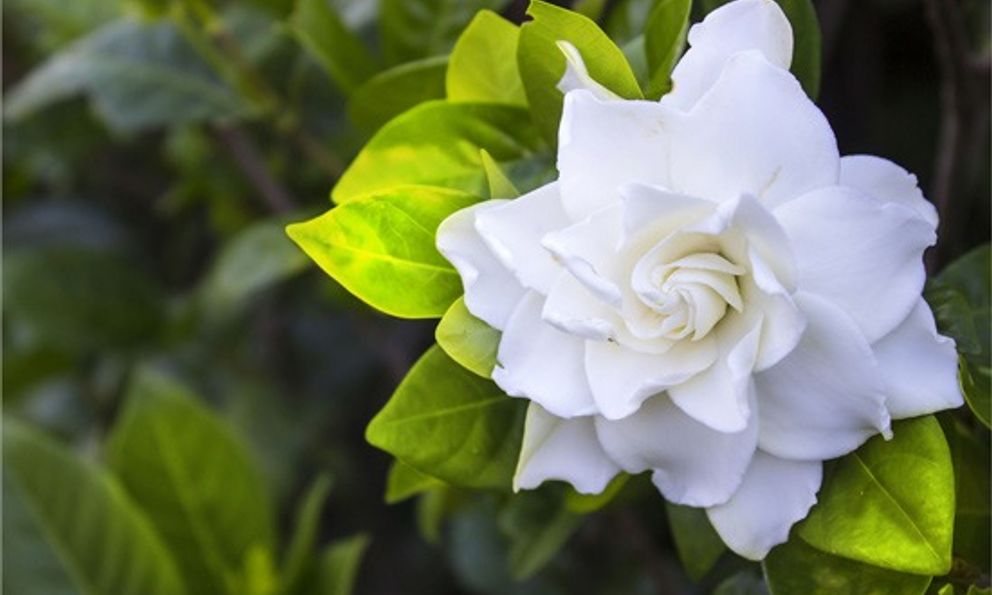 Hoa Dành Dành là hoa gì mà gây sốt mạng xã hội?