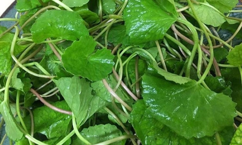 Nước rau má có tác dụng gì?