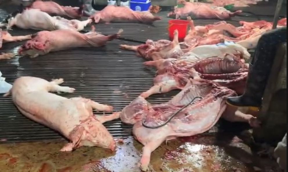 Sự thật kinh hoàng trong lò mổ cung cấp thịt cho chợ Hà Nội: Khoảng 3.600 con lợn dịch đã bị tuồn ra thị trường