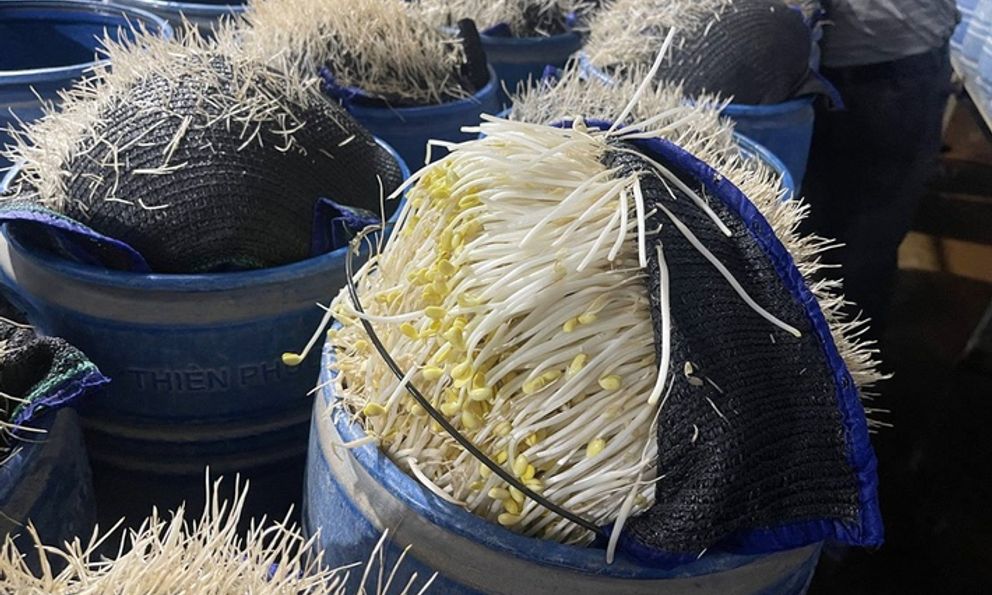 510 tấn giá đỗ 