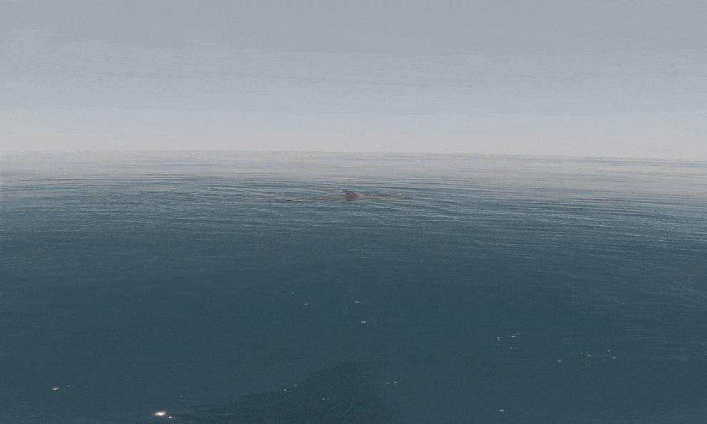 Đàn cá voi 100 con áp sát thuyền du khách tại Phú Quý: Báo hiệu điềm lành, truyền thông Thái Lan khen ngợi hết lời