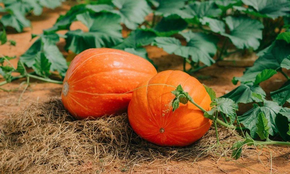 Lời khuyên đến những gia đình đang trồng cây bí đỏ