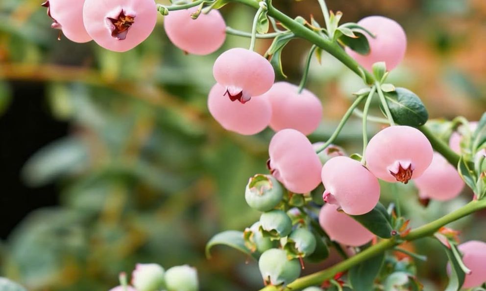 Loại quả màu hồng đẹp mắt đang gây 