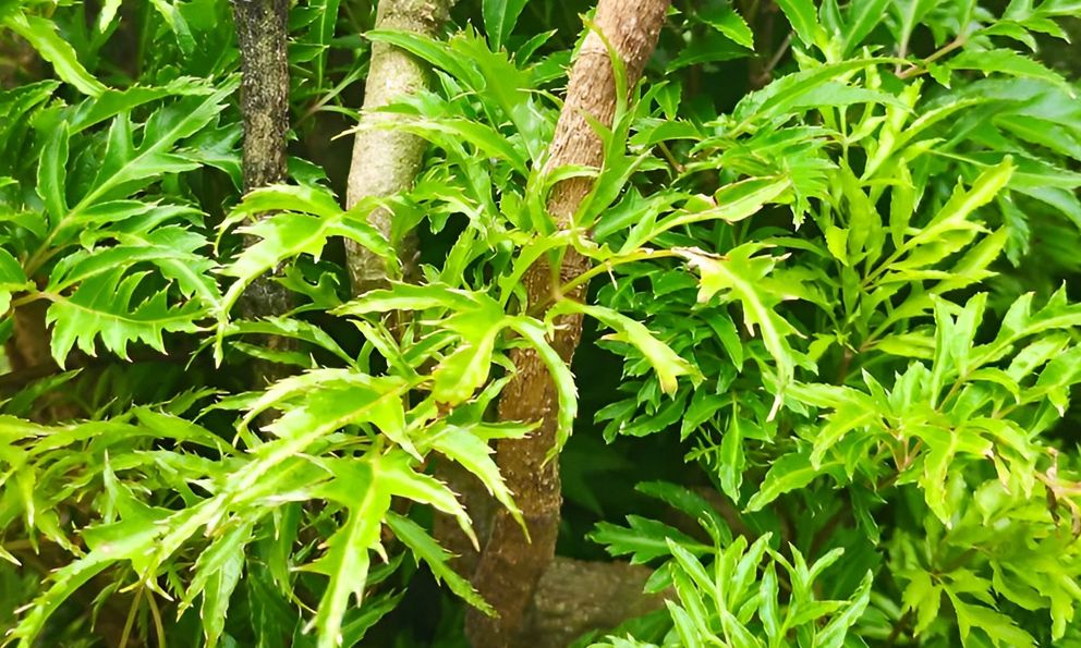 Loại lá cực quen thuộc ở Việt Nam, biết cách dùng bổ chẳng kém nhân sâm hay tổ yến