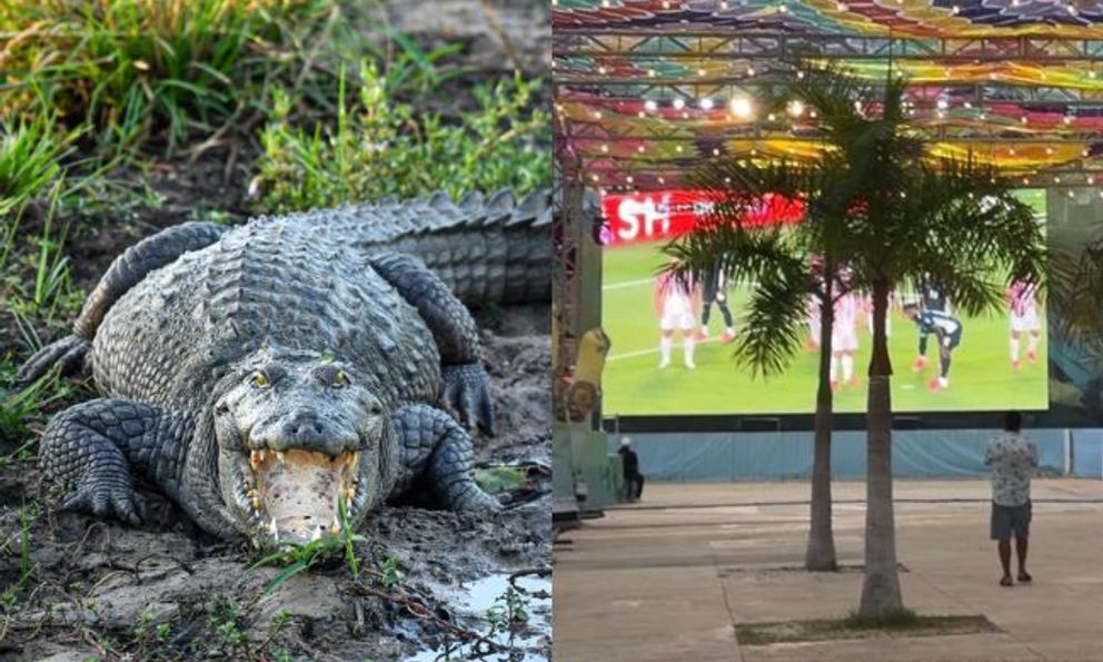 Trớ trêu: Khu xem World Cup miễn phí ế ẩm vì nằm giữa... đầm lầy cá sấu, muốn vào phải đi bộ qua vùng từng có cá sấu tấn công người