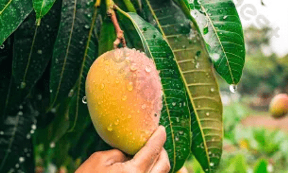 Tiếc mấy quả xoài, người đàn ông suýt liệt cả đời
