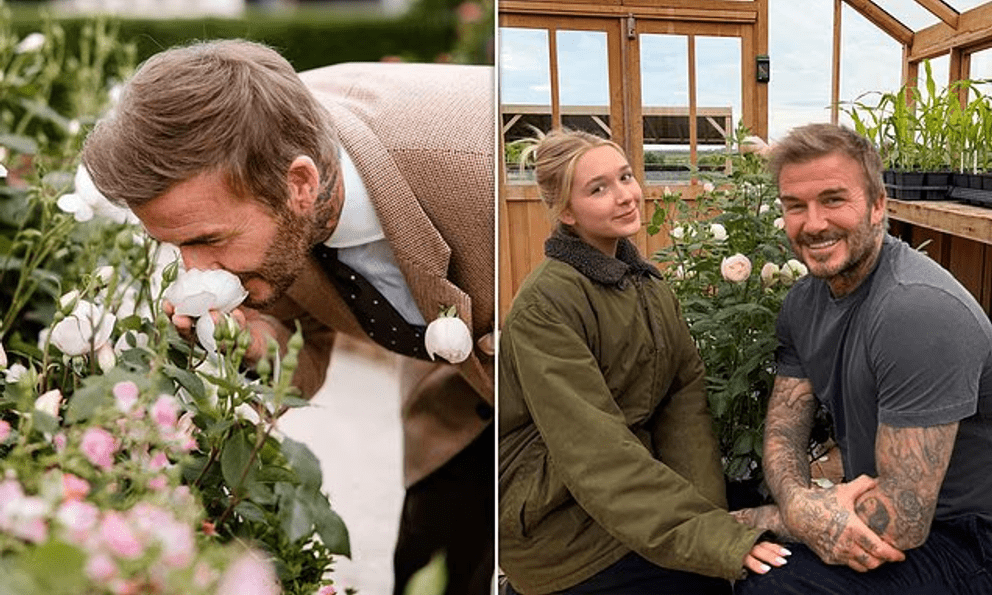 Tiểu thư Harper tự tay thiết kế bông hồng đặc biệt tặng bố, David Beckham liền mang bó hoa đi đăng kí thương hiệu mới 