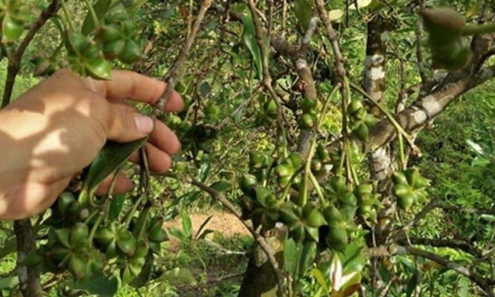 Loại cây quý có nhiều ở Việt Nam nhưng trên thế giới cực hiếm, được người Trung Quốc thích mê: Vừa là gia vị, vừa là thuốc tốt