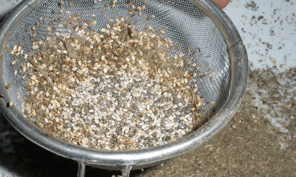 Loại hạt nhỏ nhưng kích thích mọc tóc cực hiệu quả, còn giúp hạ đường huyết và ngăn ngừa ung thư