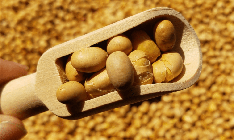 Loại ‘‘hạt trường sinh’’ giàu protein gấp 2 lần hạt chia, tốt cho tim mạch và xương khớp: Việt Nam có đầy mà ít người biết 