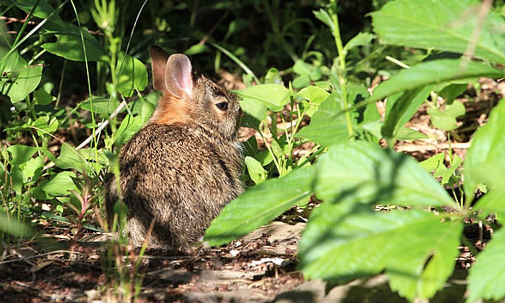 Loài vật quý hiếm bậc nhất hành tinh, tuyệt chủng hơn 120 năm bất ngờ tái xuất: Vẻ ngoài nhỏ bé nhưng rất khỏe và khá “nóng nảy”