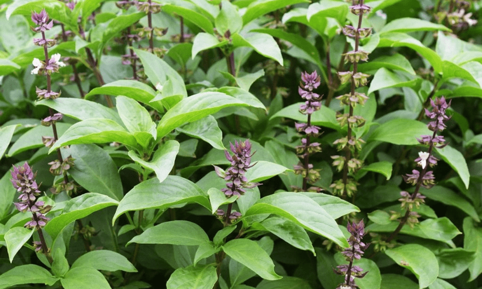 Việt Nam có 2 loại lá giúp chống rụng tóc, kích thích mọc tóc con, biết tận dụng cực kỳ tốt cho sức khỏe