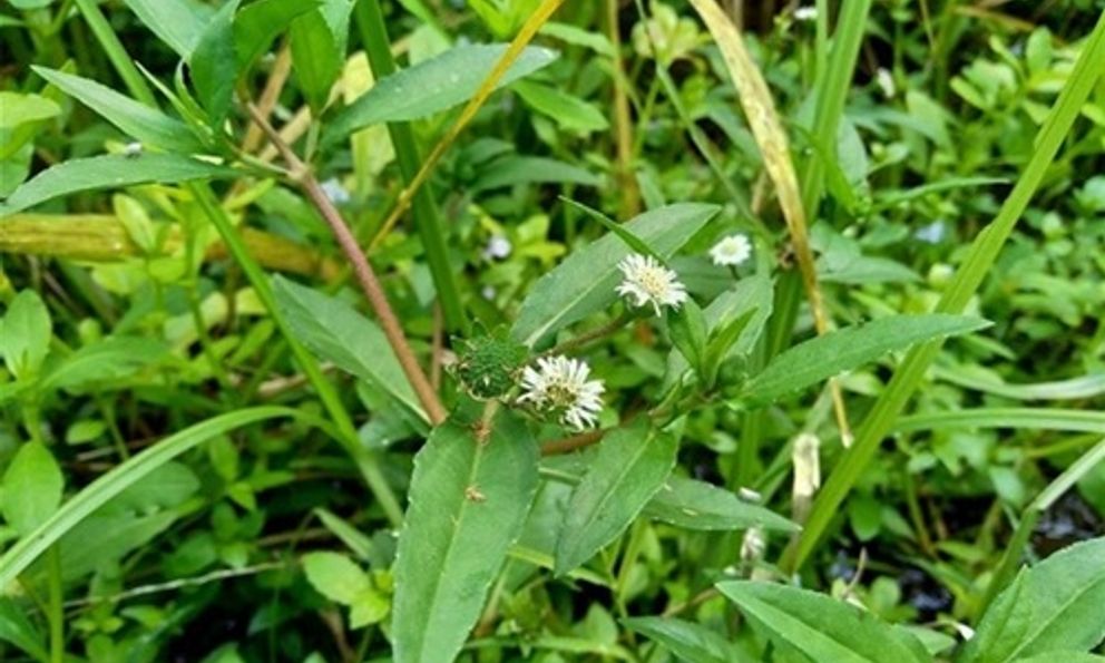 Việt Nam có 1 loại lá mọc dại khắp nơi giúp chống rụng tóc, kích thích mọc tóc con, còn phòng ngừa nhiều bệnh mãn tính