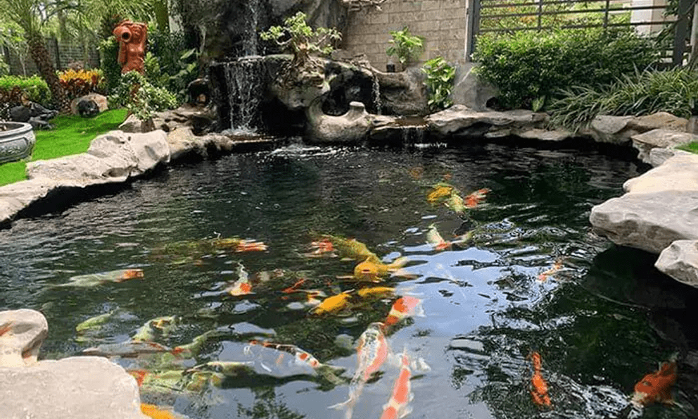 Đàn cá Koi trị giá 2,4 tỷ đồng bất ngờ trúng độc chết, người đàn ông kiện hàng xóm, tòa phán quyết: 1 bên phải đền bù toàn bộ