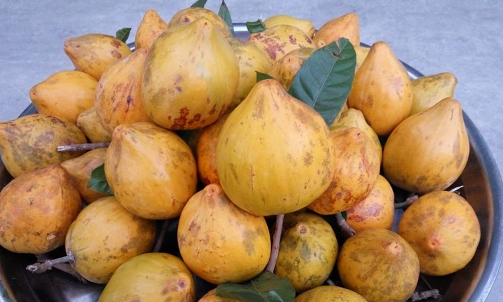 Việt Nam có 1 loại quả ngọt đang dần bị 