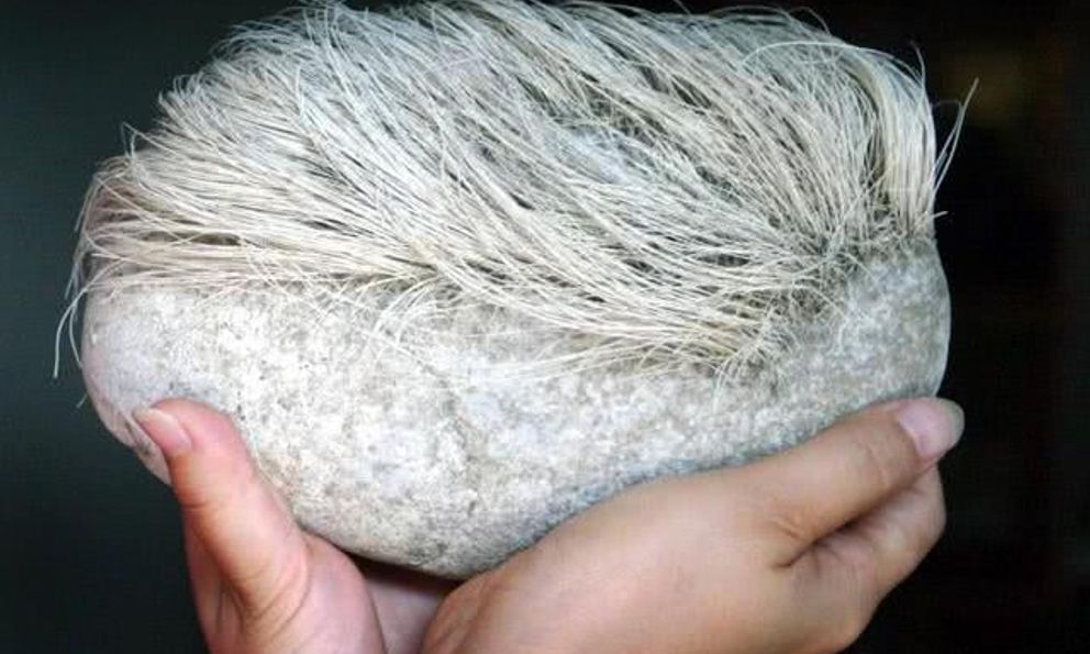 Lão nông phát hiện “tảng đá mọc tóc trắng”, chuyên gia lập tức phong tỏa cả ngôi làng: Loài vật quý hiếm bậc nhất hành tinh xuất hiện 