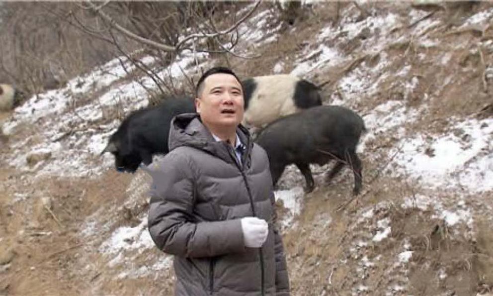 Giám đốc bỏ nhà máy cơ khí, chi hơn 106 tỷ đồng thuê 266 ha đất nuôi giống lợn lạ: 10 năm sau thu 35 tỷ/năm, chứng minh “kẻ thức thời mới là trang tuấn kiệt”