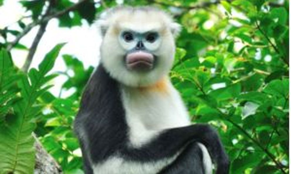 Loài động vật quý hiếm bậc nhất, cả thế giới chỉ Việt Nam có: Còn khoảng 200 cá thể, Hà Giang đang nỗ lực bảo tồn 