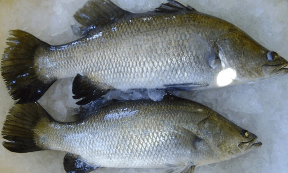 Gặp loài cá này ở chợ nên mua ngay, ngon hơn cao lương mỹ vị, bổ hơn cả cá hồi mà không hề ngấy