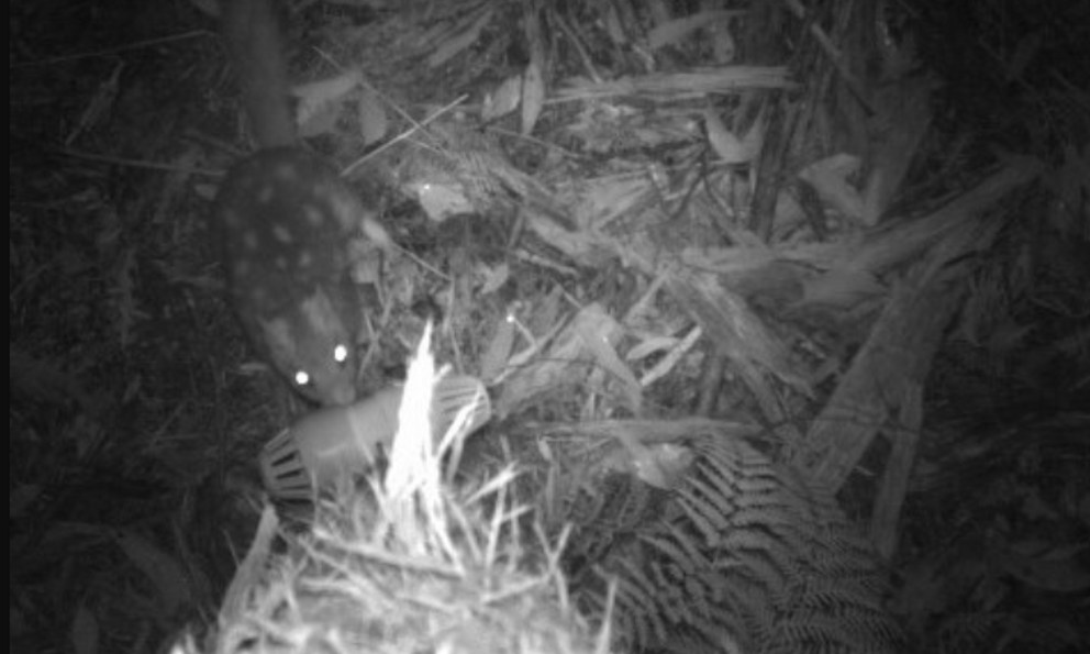 Việt Nam phát hiện loài động vật cực kỳ quý hiếm, có một đặc trưng được ví là 