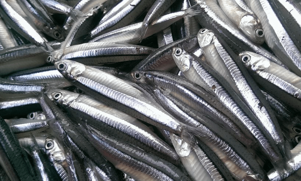 Gặp loài cá này ở chợ Việt nên mua ngay, được Mỹ đánh giá “bổ hơn cá hồi”, giàu canxi hơn sữa bò